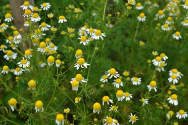 Çayırda Matricaria Chamomilla çiçekleri. Bitki örtüsü. Camomile bitkisi resimleri Matricaria Chamomilla bitkisinin zarif ve büyüleyici çiçeklerini sergiler..