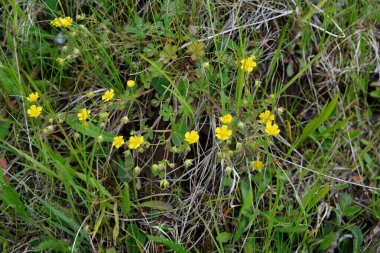 Yabanda bulunan sarı renkli Cinquefoil çiçekleri (Potentilla Argentea). Parlak güneş ışığı altında canlı sarı çiçekler ve gümüşi yapraklar sergilenen yemyeşil bir habitatta hoary cinquefoil çiçek açar.