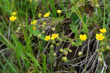 Yabanda bulunan sarı renkli Cinquefoil çiçekleri (Potentilla Argentea). Parlak güneş ışığı altında canlı sarı çiçekler ve gümüşi yapraklar sergilenen yemyeşil bir habitatta hoary cinquefoil çiçek açar.