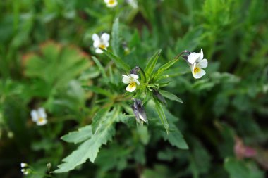 Viola arvensis. Mor çayırlarda yetişir. Yeşil arka planda küçük, narin, beyaz-sarı bir çiçek. Vahşi orman güzel viyola çiçekleri, bulanık yeşil arka planda, yakın plan