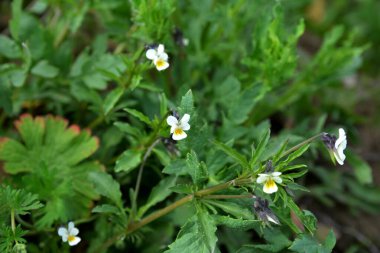 Viola arvensis. Mor çayırlarda yetişir. Yeşil arka planda küçük, narin, beyaz-sarı bir çiçek. Vahşi orman güzel viyola çiçekleri, bulanık yeşil arka planda, yakın plan