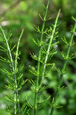 İlaç bitkisi Equisetum pratense.Doğa arka planı olarak çayır gölgeli at kuyruğu (Equisetum pratense) yaprakları. İlaç fabrikası..