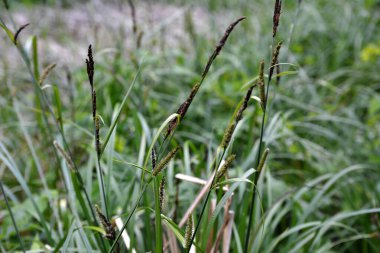 Carex acuta - Palaearctic 'teki nehir ve göllerin kenarlarında yetişen karasal eko-eko-jonlar ıslak, alkali ya da mineral topraklı hafif asit çöküntüleri