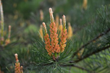 Çam çiçeği yakın çekim. Sarı polenli çam dalı, Güneşli havalarda koni. Dağ çam çiçekleri. Yaprak dökmeyen yapraklı ağaçlar.
