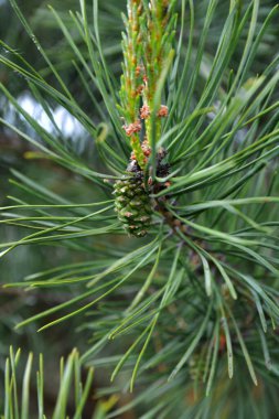 Yazın bir çam ağacının dalında asılı duran genç yeşil kozalaklar.