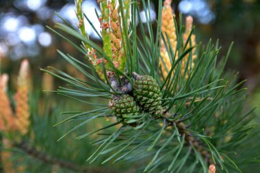 Yazın bir çam ağacının dalında asılı duran genç yeşil kozalaklar.