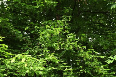 Ulmus pumila celer yapraklarının seçici odak noktası, Avrupa boynuz ışını veya bahçedeki carpinus betulus.