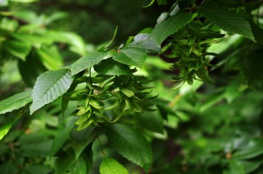 Ulmus pumila celer yapraklarının seçici odak noktası, Avrupa boynuz ışını veya bahçedeki carpinus betulus.