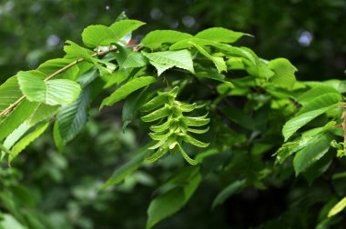 Ulmus pumila celer yapraklarının seçici odak noktası, Avrupa boynuz ışını veya bahçedeki carpinus betulus.