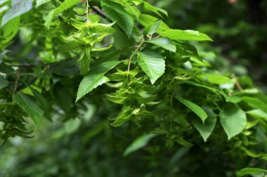 Ulmus pumila celer yapraklarının seçici odak noktası, Avrupa boynuz ışını veya bahçedeki carpinus betulus.