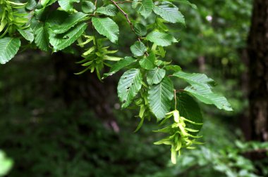 Ulmus pumila celer yapraklarının seçici odak noktası, Avrupa boynuz ışını veya bahçedeki carpinus betulus.