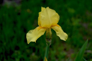 Mavi çiçekler versicolor. Bahçede güzel bir çiçek açıyor. Yumuşak doğal ışıkta mavi bir iris çiçeğinin yakın çekimi.
