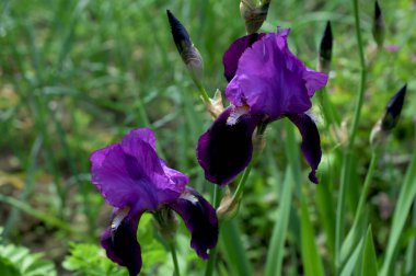 Mavi çiçekler versicolor. Bahçede güzel bir çiçek açıyor. Yumuşak doğal ışıkta mavi bir iris çiçeğinin yakın çekimi.