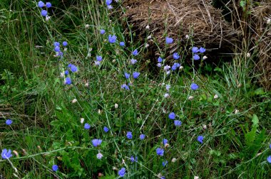 Yaygın hindiba çiçeği (Cichorium intybus) mavi yeşil hindiba alan arkaplan desenine yaklaşır. Bitkisel kahve içeceği için ekilen hindiba mavisi çiçekli tarım yenilebilir bitki - doğal inulin
