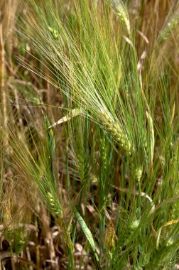 Hordeum vulgare arpa uzun sapı ve tohumlar altın sarısı renginde tarlada hasat edilmeden önce, olgunlaşmış tarımsal mısır gevreği