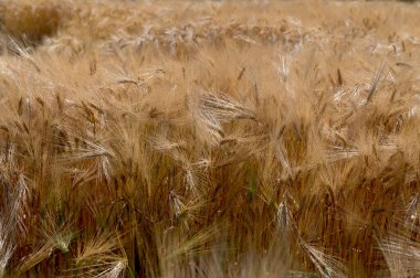 Hordeum vulgare arpa uzun sapı ve tohumlar altın sarısı renginde tarlada hasat edilmeden önce, olgunlaşmış tarımsal mısır gevreği