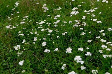 Achillea Millefolium - Vahşi beyaz çayır çiçekleri Şifalı ve dekoratif bitkiler