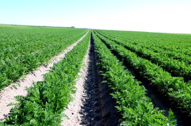 Havuç tarlasında sıralanmış taze yeşil bitkiler. Tarım, endüstriyel ciltlerde sebze yetiştirme