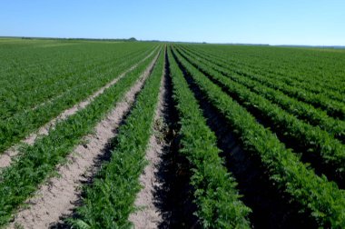 Havuç tarlasında sıralanmış taze yeşil bitkiler. Tarım, endüstriyel ciltlerde sebze yetiştirme