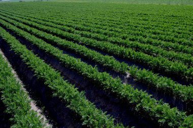 Havuç tarlasında sıralanmış taze yeşil bitkiler. Tarım, endüstriyel ciltlerde sebze yetiştirme