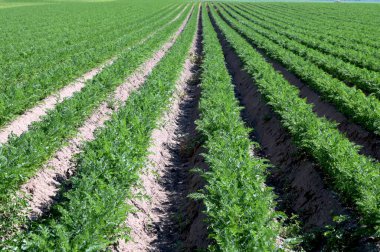 Havuç tarlasında sıralanmış taze yeşil bitkiler. Tarım, endüstriyel ciltlerde sebze yetiştirme