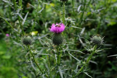 Mızrak devedikeni (Cirsium vulgare) 'nin yakın görüntüsü. Cirsium vulgare veya mızrak desenli mor çiçek..