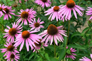 Yaz çiçeğinin yakın plan görüntüsü, pembe Echinacea purpurea çiçeği aynı zamanda mor coneflower olarak da bilinir.