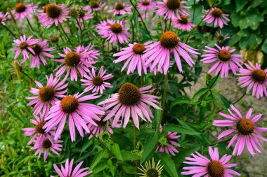 Yaz çiçeğinin yakın plan görüntüsü, pembe Echinacea purpurea çiçeği aynı zamanda mor coneflower olarak da bilinir.