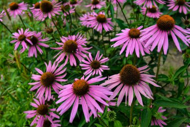 Yaz çiçeğinin yakın plan görüntüsü, pembe Echinacea purpurea çiçeği aynı zamanda mor coneflower olarak da bilinir.
