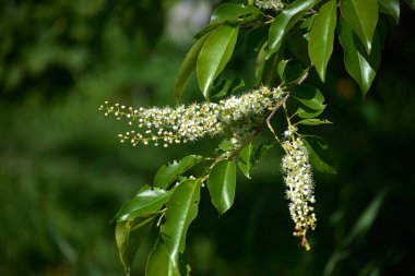 Kara kiraz ağacının bir dalı - Prunus serotina, yaygın olarak yabani siyah kiraz, romlu kiraz, ya da sarkık beyaz çiçek kümeleri ile dağ siyah kiraz.