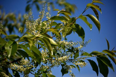 Kara kiraz ağacının bir dalı - Prunus serotina, yaygın olarak yabani siyah kiraz, romlu kiraz, ya da sarkık beyaz çiçek kümeleri ile dağ siyah kiraz.