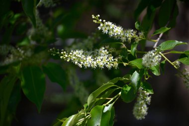 Kara kiraz ağacının bir dalı - Prunus serotina, yaygın olarak yabani siyah kiraz, romlu kiraz, ya da sarkık beyaz çiçek kümeleri ile dağ siyah kiraz.