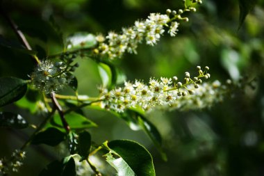 Kara kiraz ağacının bir dalı - Prunus serotina, yaygın olarak yabani siyah kiraz, romlu kiraz, ya da sarkık beyaz çiçek kümeleri ile dağ siyah kiraz.
