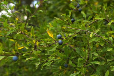 Ormanda yetişen Prunus spinosa 'ya yakın ve sonbahar manzarasını küçük meyvelerle süslüyor..