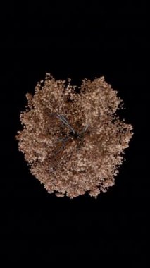 Animasyon ağacı, Acer sahte platanus, siyah bir fırında. Çınar akçaağaç olarak bilinir. Büyük, yaprak döken, geniş yapraklı bir ağaç, rüzgara ve kıyıya karşı dayanıklı. Sonbahar versiyonu. Dikey.