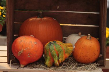 Sonbahar kompozisyonu, ahşap kutularda balkabakları