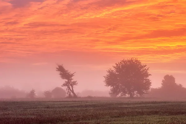 Kolorowy Widok Krajobrazowy Szkarłatne Zachmurzone Niebo Mglistą Łąkę Drzewami Wschodzie — Zdjęcie stockowe