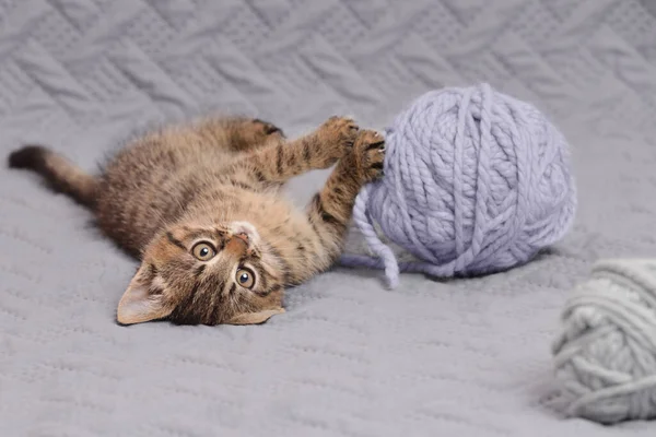 stock image Funny striped kitten looking at the camera lying on its back and playing with balls of yarn. Indoors from low angle view.