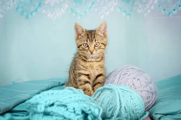 Portrait of a cute kitten sitting on its hind legs among knitted yarn and balls of yarn. Indoors from low angle view. Front view.