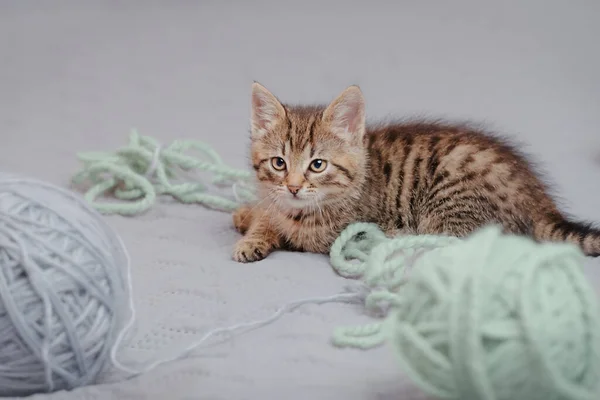 Lying cute funny kitten and balls of yarn. Indoors from low angle view.