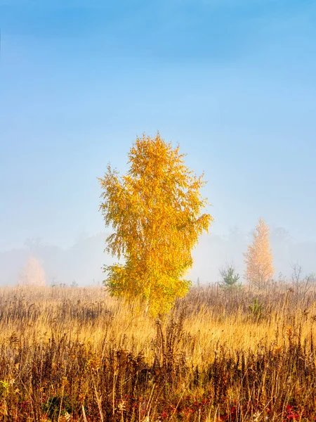 Atmosferyczny Jesienny Krajobraz Brzoza Żółtymi Liśćmi Samotnie Łące Mglisty Poranek — Zdjęcie stockowe