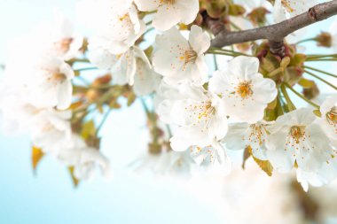 Bahar zamanı geçmişi. Çiçek açan kiraz dallarına yakın çekim. Açık havada, düşük açılı görüşten.
