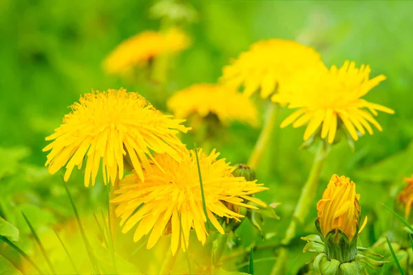 Zbliżenie Żółtych Kwiatów Mniszka Lekarskiego Zielonej Trawie Zewnątrz Niskiego Kąta — Zdjęcie stockowe