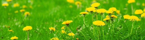 黄色蒲公英的特写在绿色的草地上绽放 从低角度看户外 带有复制空间的Web横幅 — 图库照片