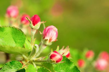 Pink blooming buds of an apple tree blossom outdoors with copy space. Blurred background.