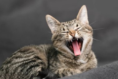 A striped cat lying on a plaid yawns with an open mouth and closed eyes. Indoors.