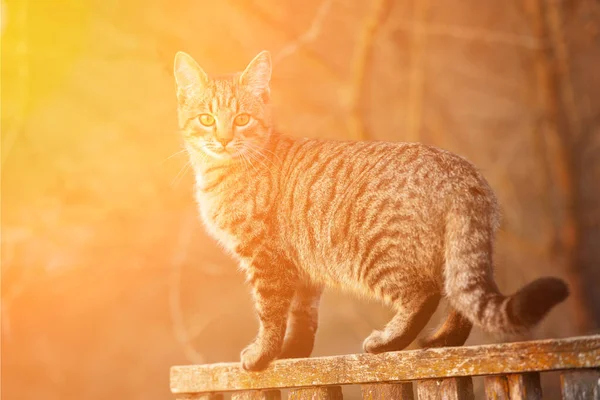 stock image Striped cat in full growth looks at the camera. Outdoors in the evening or morning.