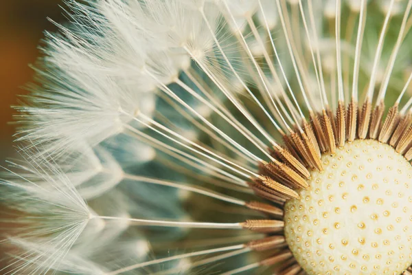 花蕾上的绒毛蒲公英种子 — 图库照片