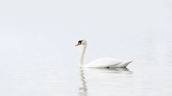 Lone White Swan Swims Water Surface Lake Cloudy Weather — Stock Photo, Image