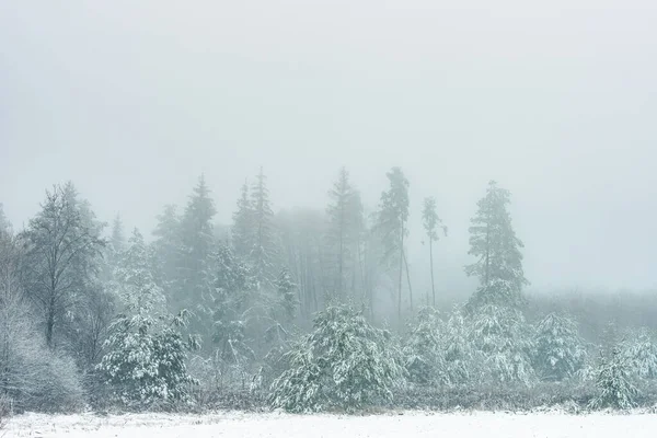Árboles Del Bosque Invierno Cubiertos Nieve Una Mañana Brumosa Copiar —  Fotos de Stock